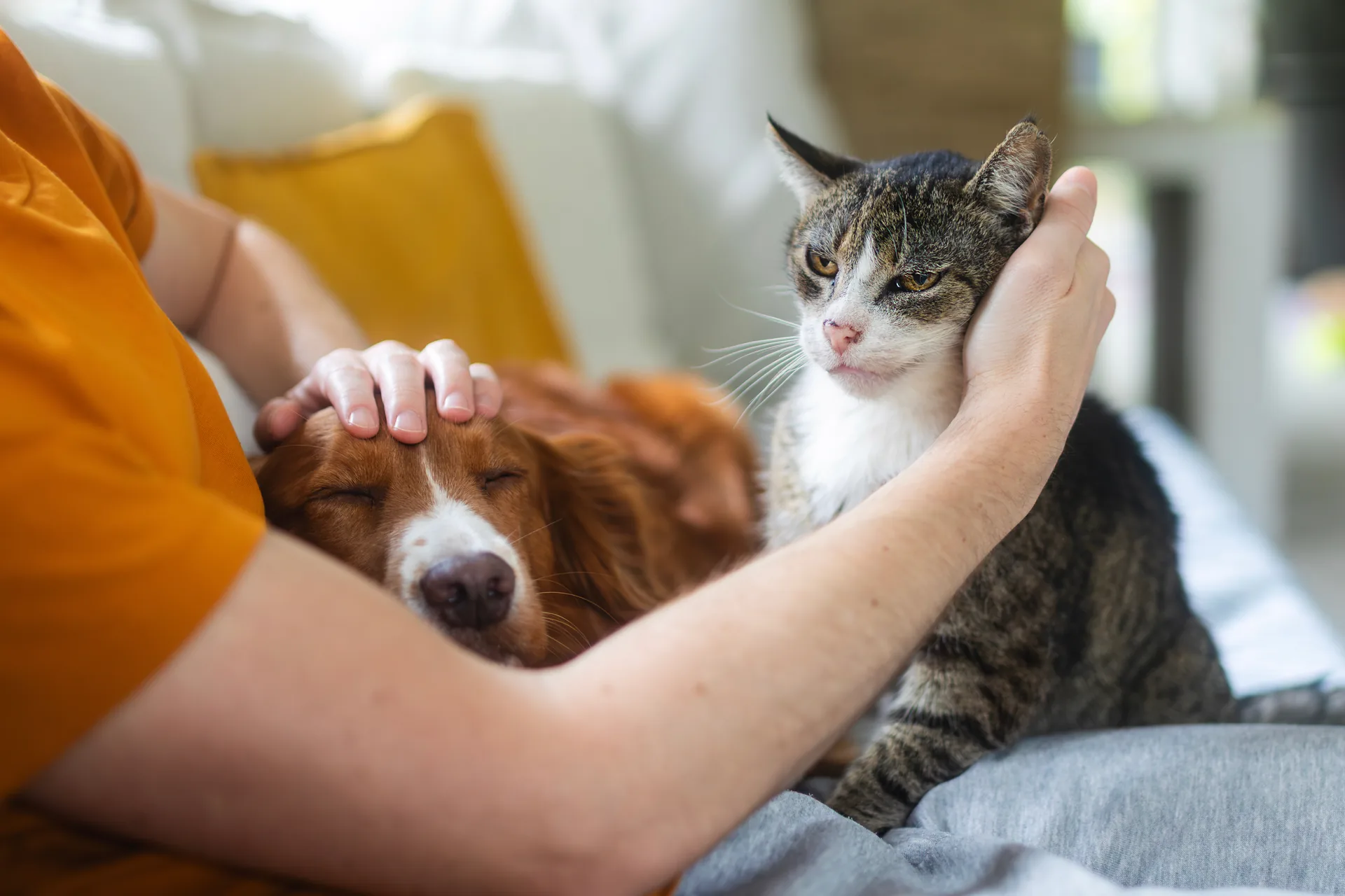 Hund und Katze mit Besitzerin