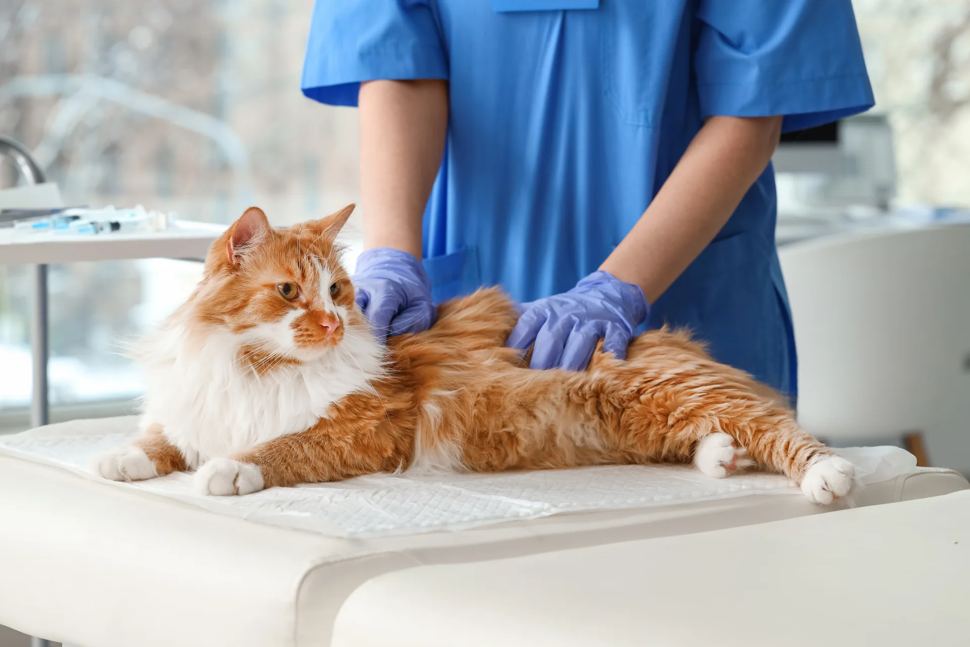 Katze bei der Tierärztin